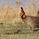 Photo of lesser prairie chicken